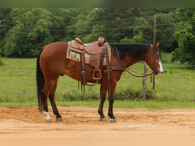 American Quarter Horse Ruin 3 Jaar Roodbruin in Rusk