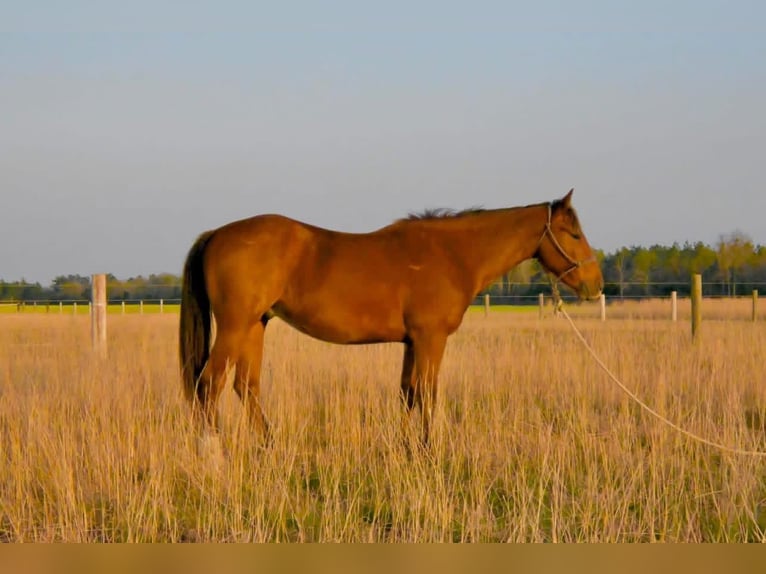 American Quarter Horse Ruin 3 Jaar Roodbruin in Burns