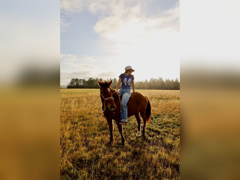 American Quarter Horse Ruin 3 Jaar Roodbruin in Burns