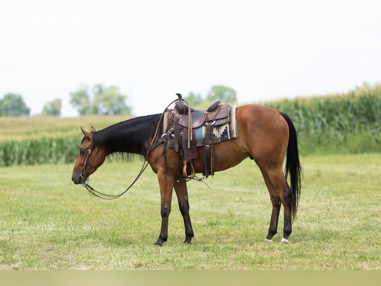 American Quarter Horse Ruin 3 Jaar Roodbruin in Lewistown