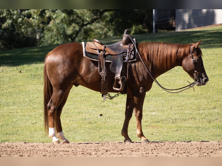 American Quarter Horse Ruin 3 Jaar Roodvos in Cleveland