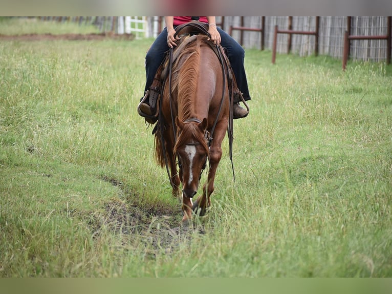 American Quarter Horse Ruin 3 Jaar Roodvos in Grandview