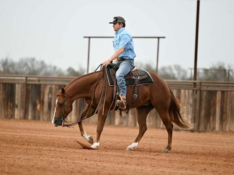 American Quarter Horse Ruin 3 Jaar Roodvos in Waco