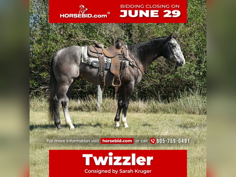 American Quarter Horse Ruin 3 Jaar Schimmel in Brandon