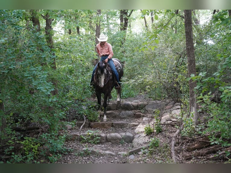 American Quarter Horse Ruin 3 Jaar Schimmel in Brandon
