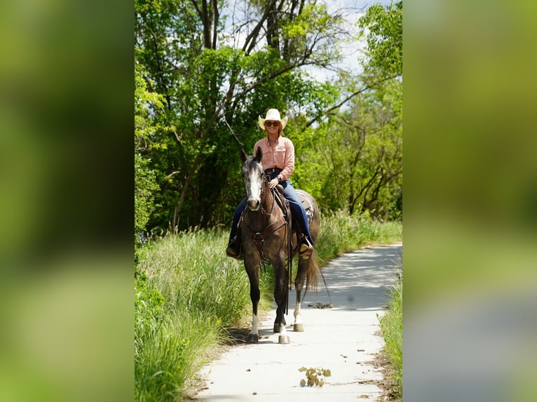 American Quarter Horse Ruin 3 Jaar Schimmel in Brandon
