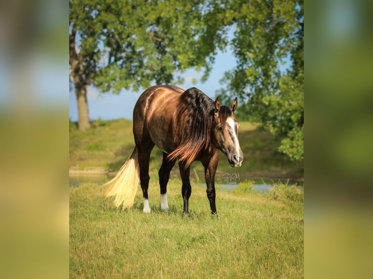 American Quarter Horse Ruin 3 Jaar Schimmel in Stephenville