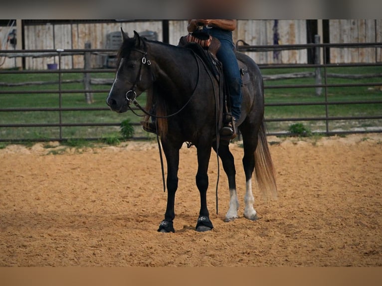 American Quarter Horse Ruin 3 Jaar Schimmel in Stephenville