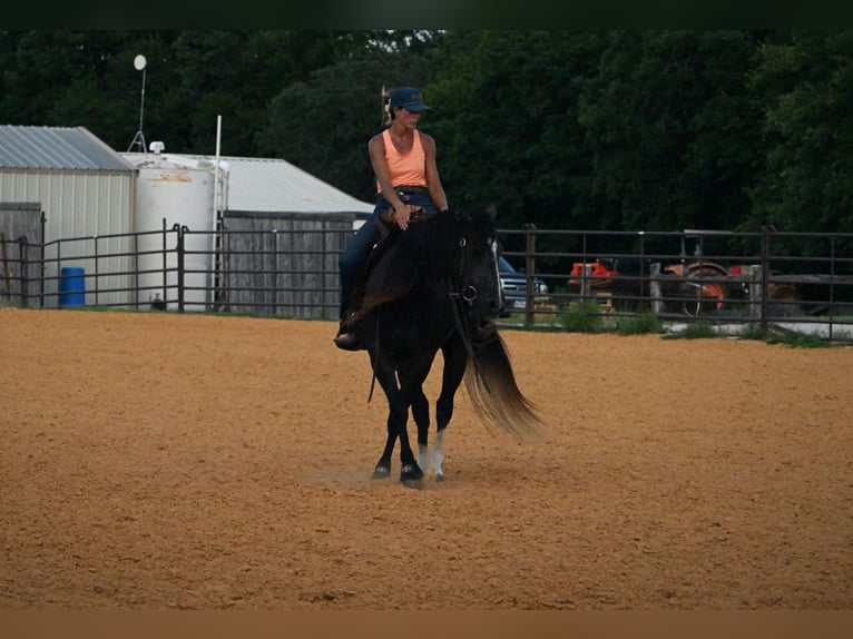 American Quarter Horse Ruin 3 Jaar Schimmel in Stephenville