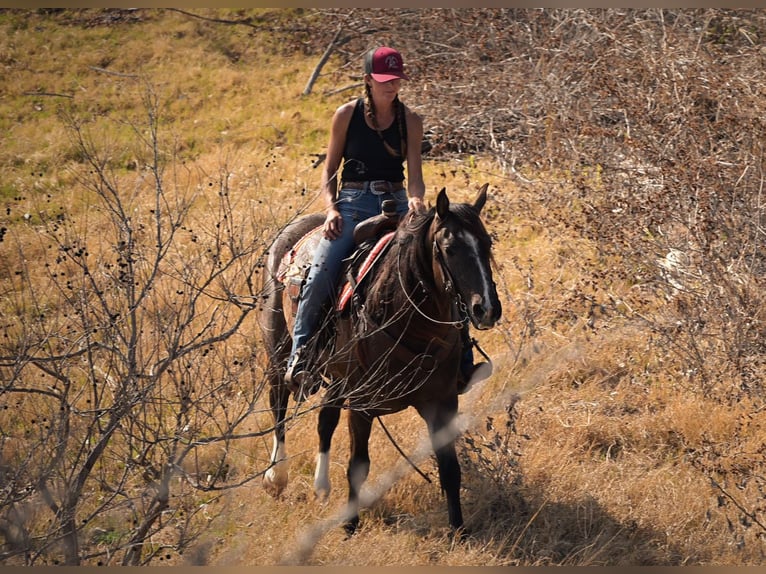 American Quarter Horse Ruin 3 Jaar Schimmel in Stephenville