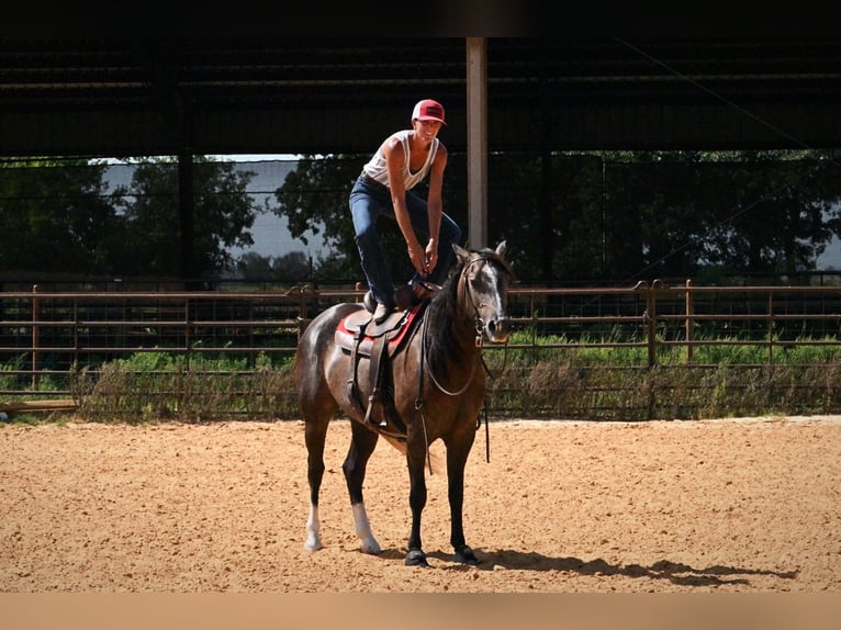 American Quarter Horse Ruin 3 Jaar Schimmel in Stephenville