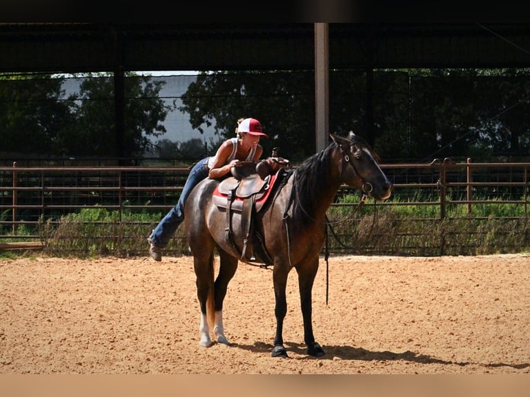American Quarter Horse Ruin 3 Jaar Schimmel in Stephenville