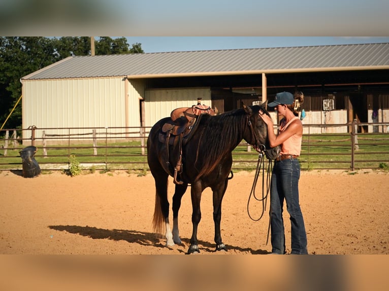 American Quarter Horse Ruin 3 Jaar Schimmel in Stephenville