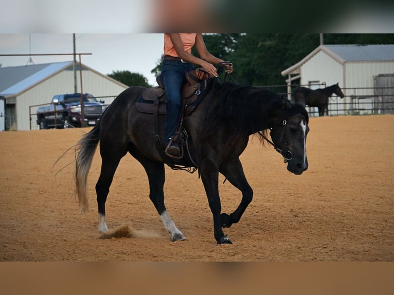 American Quarter Horse Ruin 3 Jaar Schimmel in Stephenville