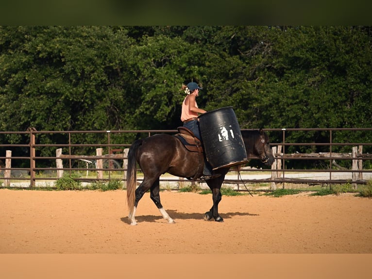 American Quarter Horse Ruin 3 Jaar Schimmel in Stephenville