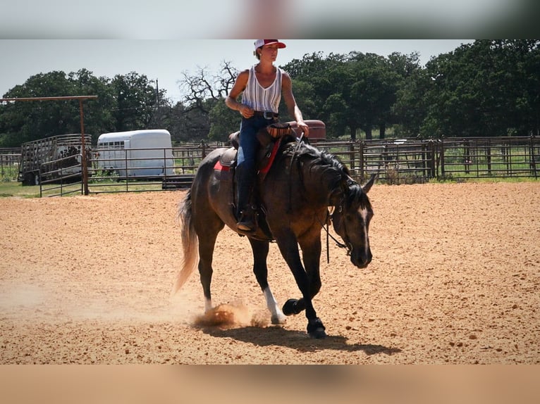American Quarter Horse Ruin 3 Jaar Schimmel in Stephenville