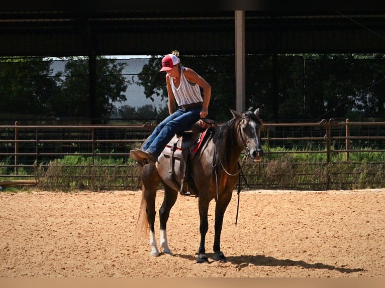 American Quarter Horse Ruin 3 Jaar Schimmel in Stephenville