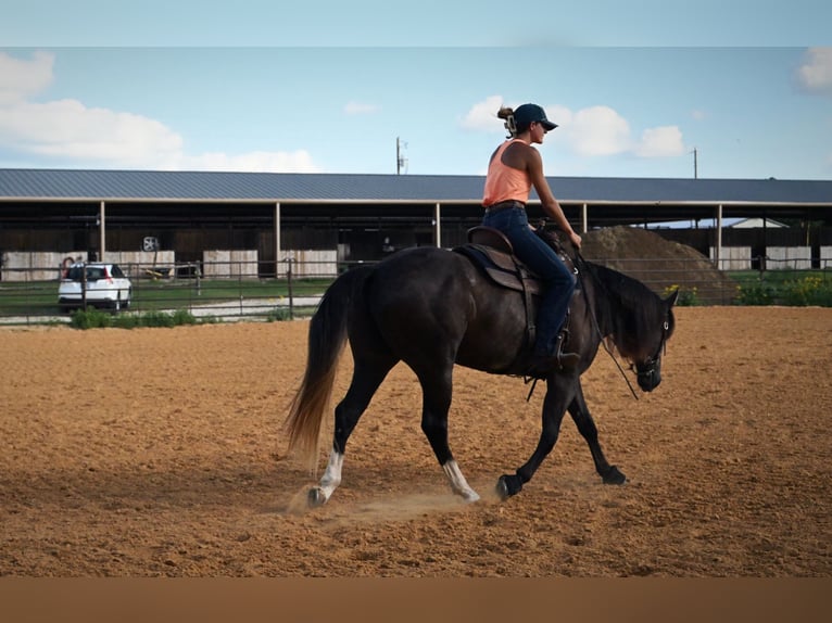 American Quarter Horse Ruin 3 Jaar Schimmel in Stephenville