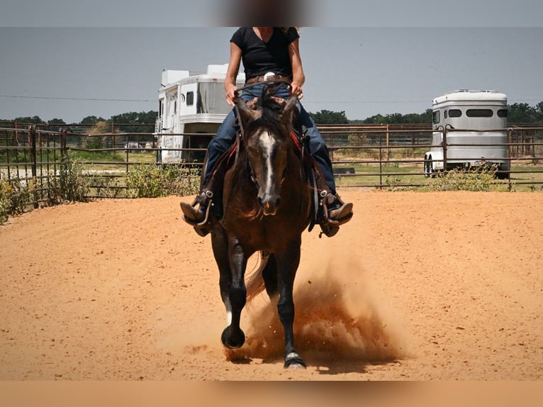 American Quarter Horse Ruin 3 Jaar Schimmel in Stephenville