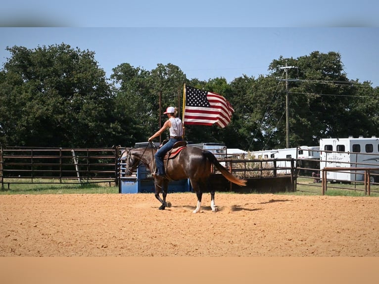American Quarter Horse Ruin 3 Jaar Schimmel in Stephenville