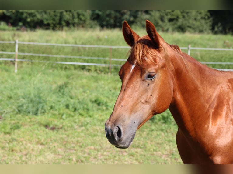 American Quarter Horse Ruin 3 Jaar Vos in Neuwied