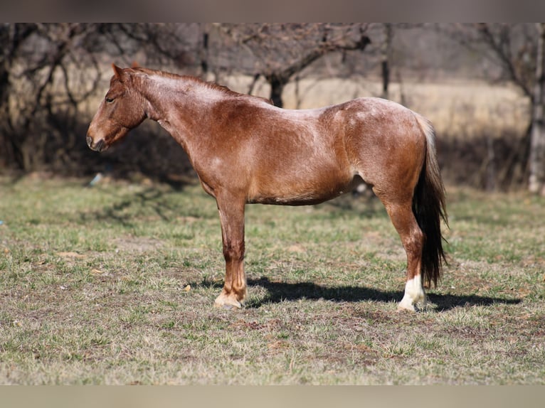 American Quarter Horse Ruin 4 Jaar 132 cm Roan-Red in Bolivar Mo