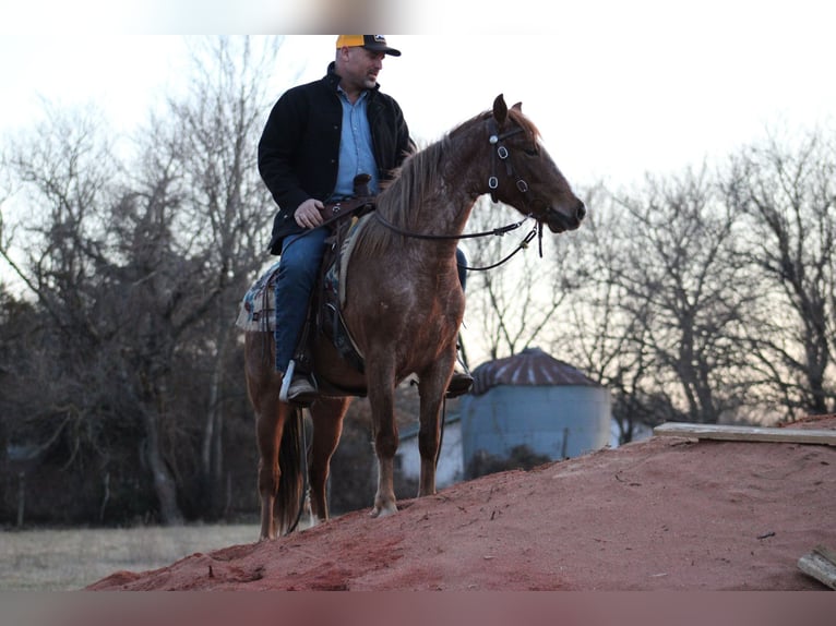 American Quarter Horse Ruin 4 Jaar 132 cm Roan-Red in Bolivar Mo