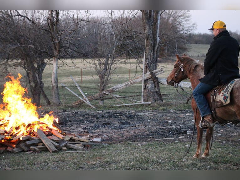 American Quarter Horse Ruin 4 Jaar 132 cm Roan-Red in Bolivar Mo