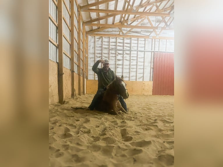 American Quarter Horse Ruin 4 Jaar 132 cm Roan-Red in Bolivar Mo