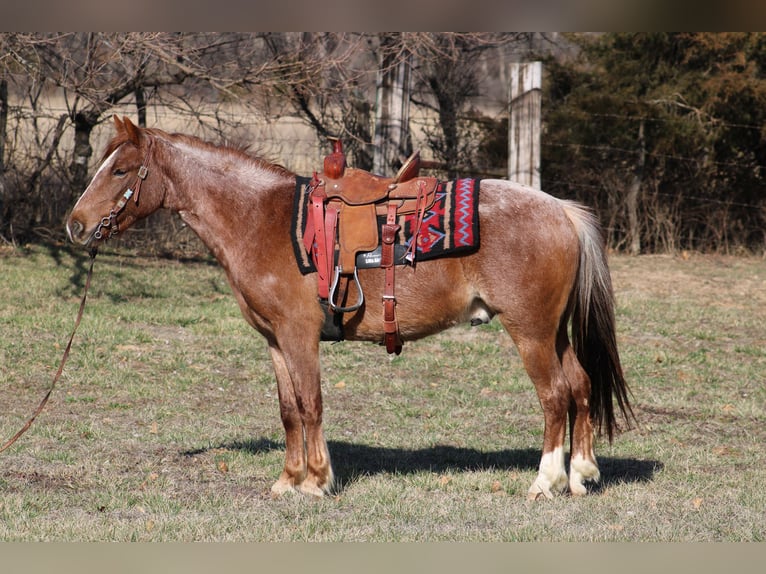 American Quarter Horse Ruin 4 Jaar 132 cm Roan-Red in Bolivar Mo