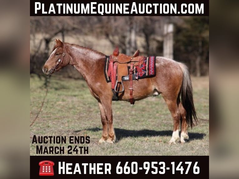 American Quarter Horse Ruin 4 Jaar 132 cm Roan-Red in Bolivar Mo