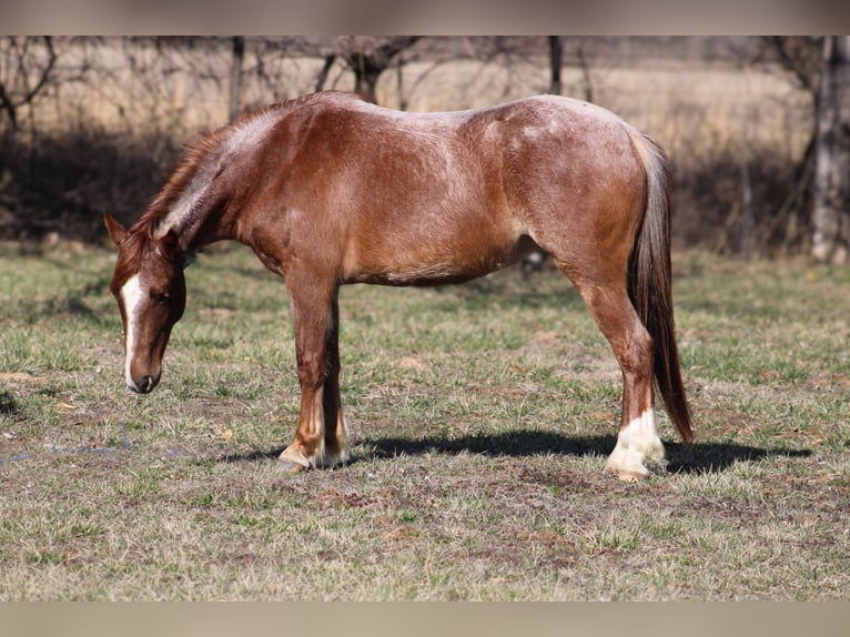 American Quarter Horse Ruin 4 Jaar 132 cm Roan-Red in Bolivar Mo