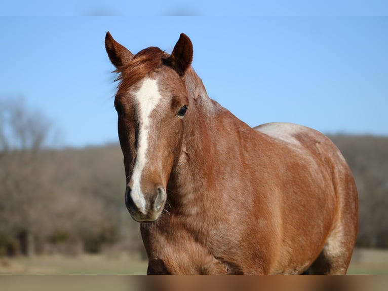 American Quarter Horse Ruin 4 Jaar 132 cm Roan-Red in Bolivar Mo