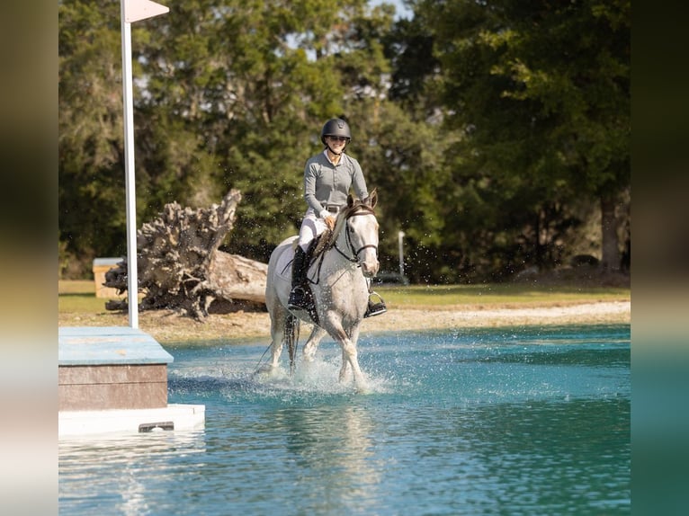 American Quarter Horse Mix Ruin 4 Jaar 137 cm Gevlekt-paard in Ocala