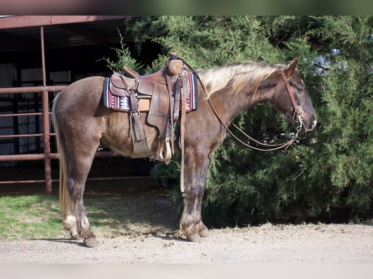 American Quarter Horse Ruin 4 Jaar 140 cm Palomino in Sulphur Springs
