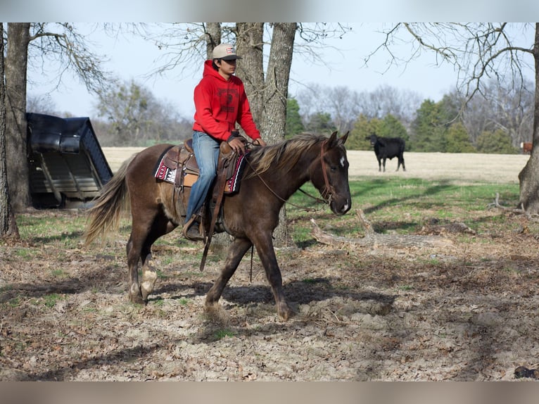 American Quarter Horse Ruin 4 Jaar 140 cm Palomino in Sulphur Springs