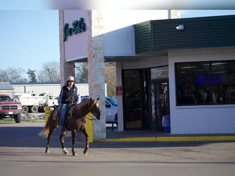 American Quarter Horse Ruin 4 Jaar 140 cm Palomino in Sulphur Springs