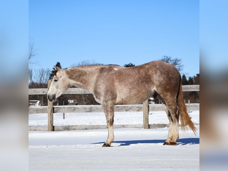 American Quarter Horse Ruin 4 Jaar 142 cm Appelschimmel in Howell