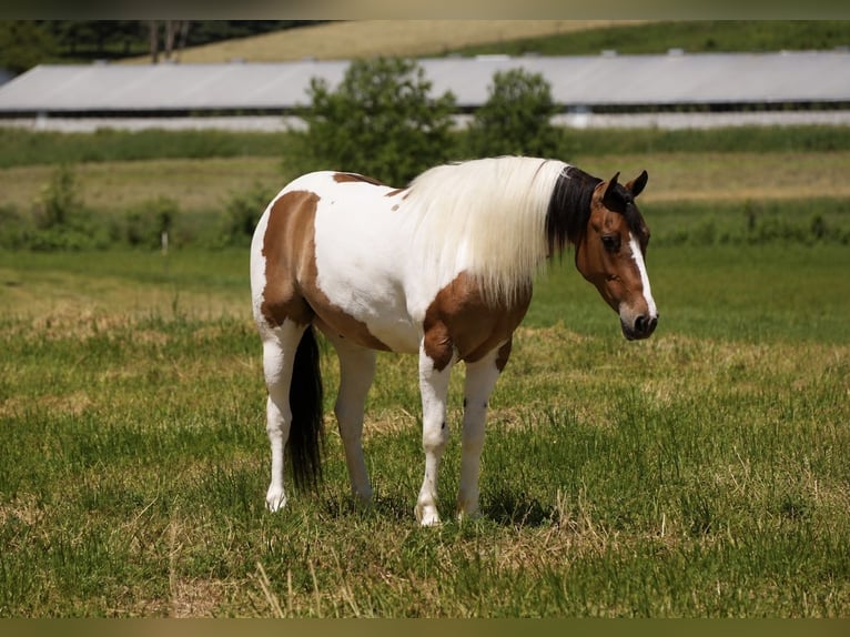 American Quarter Horse Mix Ruin 4 Jaar 142 cm Gevlekt-paard in Baltic