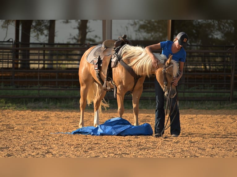 American Quarter Horse Ruin 4 Jaar 142 cm Palomino in Stephenville