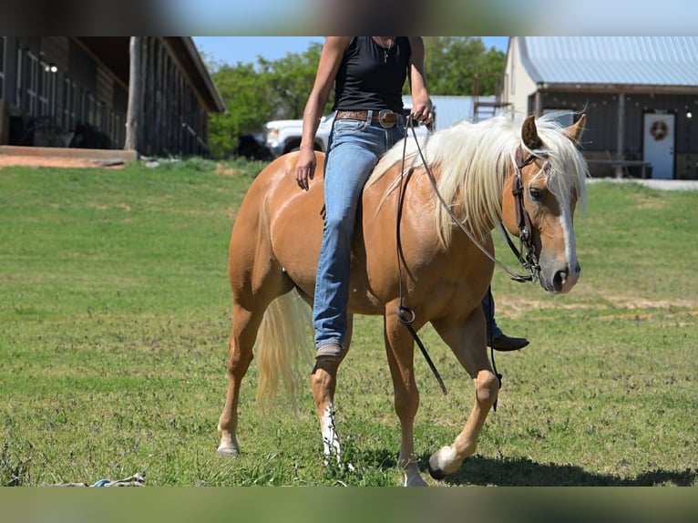 American Quarter Horse Ruin 4 Jaar 142 cm Palomino in Stephenville