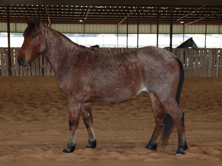 American Quarter Horse Ruin 4 Jaar 142 cm Roan-Bay in Holdenville