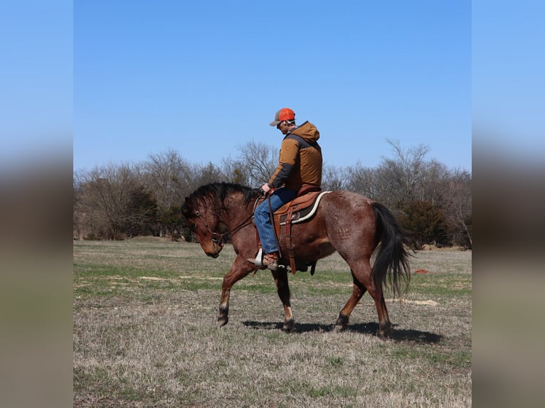American Quarter Horse Ruin 4 Jaar 142 cm Roan-Bay in Holdenville