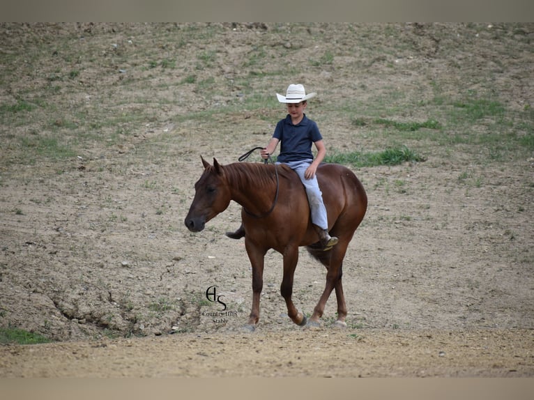 American Quarter Horse Ruin 4 Jaar 142 cm Roodvos in Baltic, OH