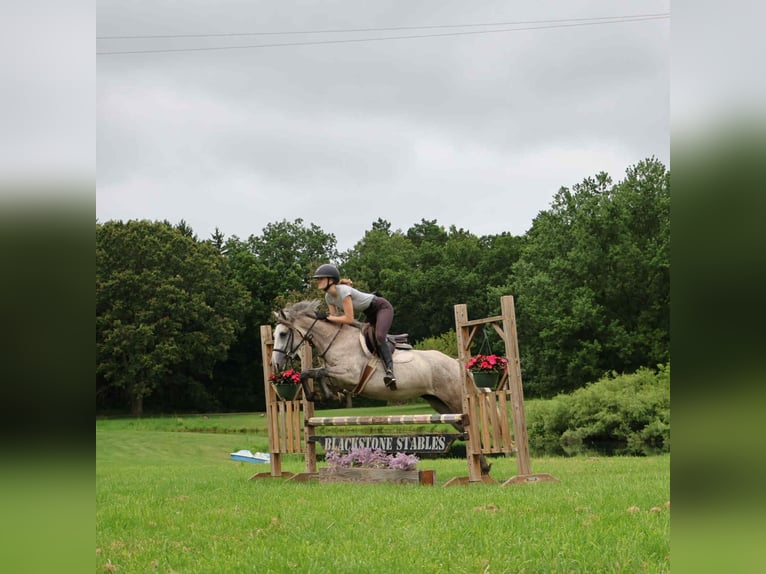 American Quarter Horse Ruin 4 Jaar 142 cm Schimmel in Howell, MI