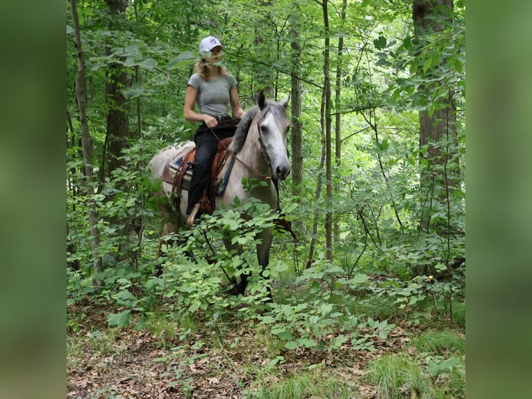 American Quarter Horse Ruin 4 Jaar 142 cm Schimmel in Howell, MI