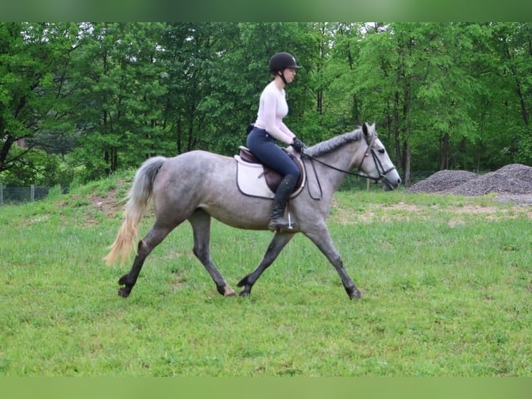 American Quarter Horse Ruin 4 Jaar 142 cm Schimmel in Howell, MI