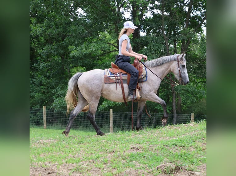 American Quarter Horse Ruin 4 Jaar 142 cm Schimmel in Howell, MI