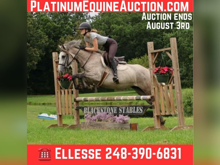 American Quarter Horse Ruin 4 Jaar 142 cm Schimmel in Howell, MI