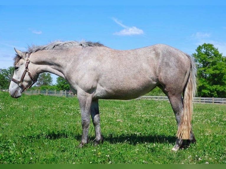 American Quarter Horse Ruin 4 Jaar 142 cm Schimmel in Howell, MI